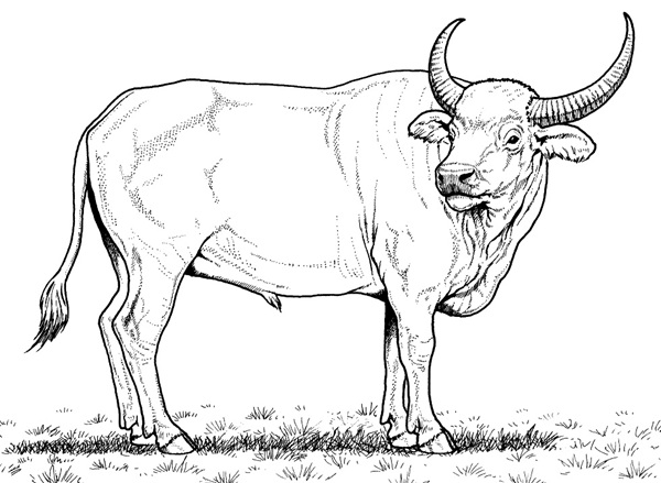 tranh tô màu con trâu 37