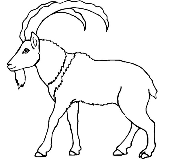 tranh tô màu con dê 