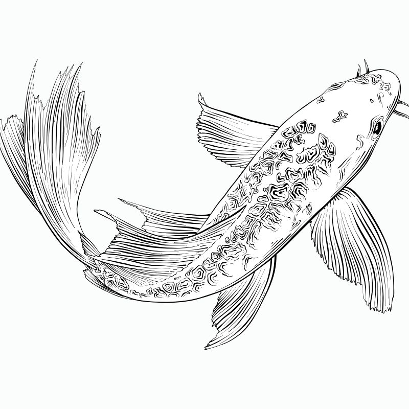 tranh tô màu con cá chép 11