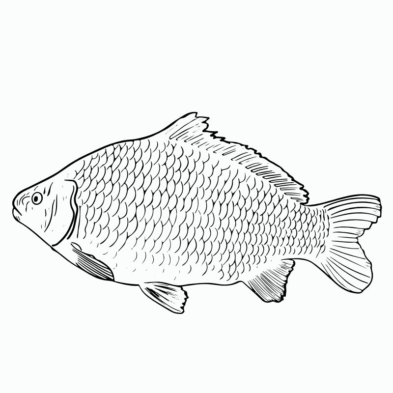 tranh tô màu con cá chép 9