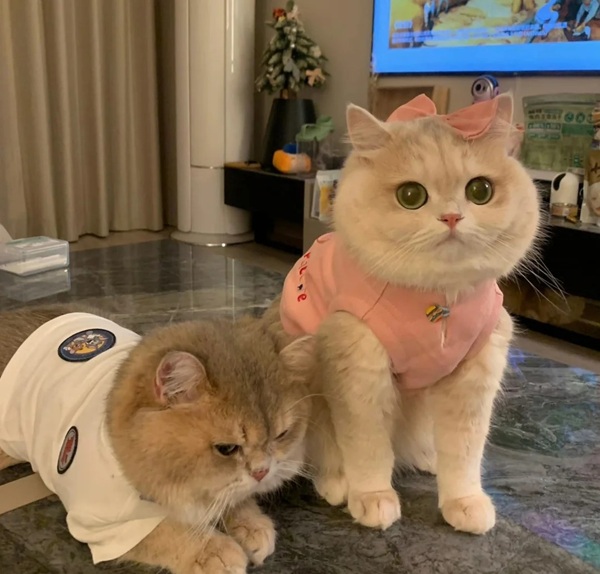 ảnh avatar đôi mèo cute