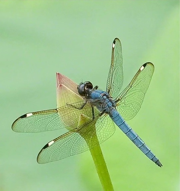 ảnh chuồn chuồn 1