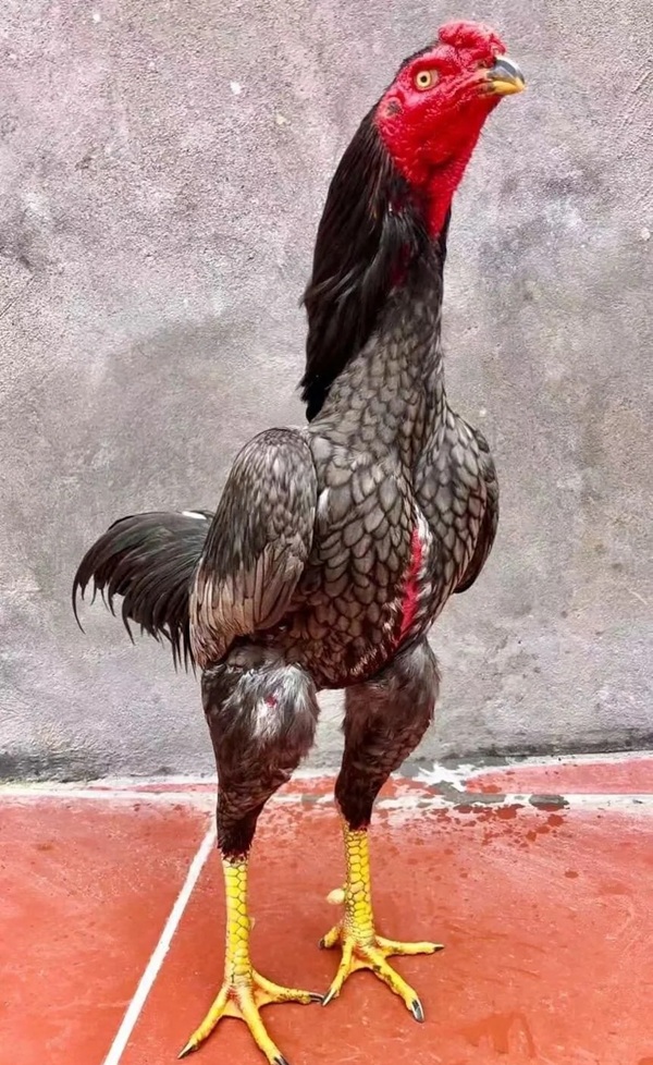 ảnh gà chọi đẹp 1