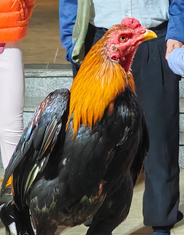 hình ảnh gà chọi đẹp 12