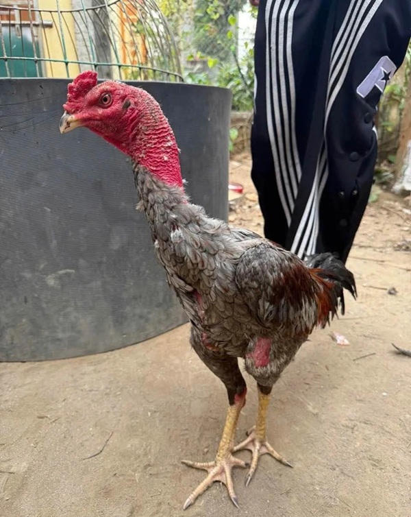 hình ảnh gà chọi đẹp 13
