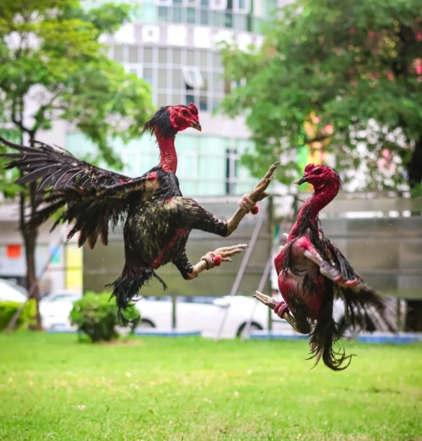 hình ảnh gà chọi đẹp 14