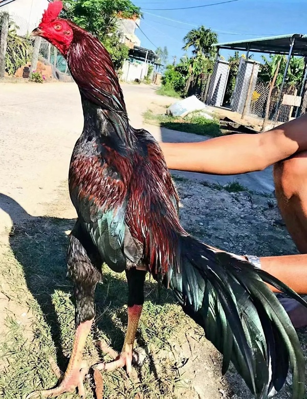 ảnh gà chọi đẹp 2