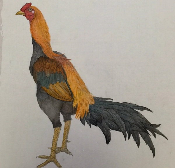 hình ảnh gà chọi đẹp 23