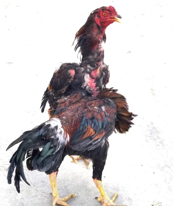 hình ảnh gà chọi đẹp 26