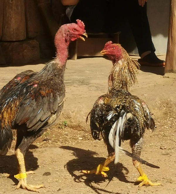 hình ảnh gà chọi đẹp 29