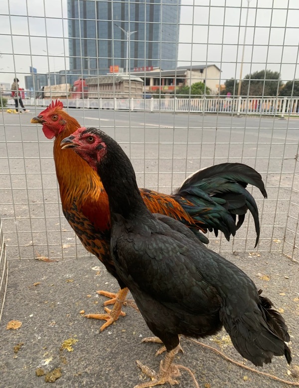 hình ảnh gà chọi đẹp 31