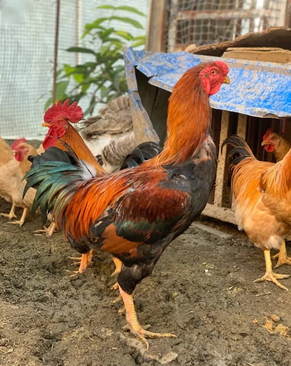 hình ảnh gà chọi đẹp 34