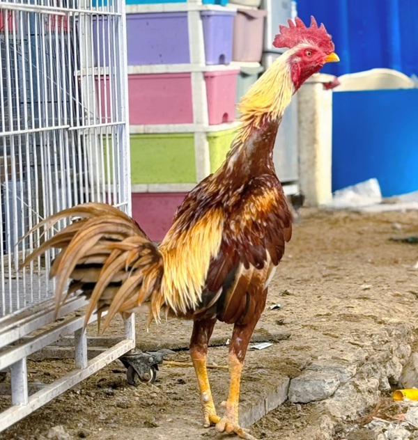 hình ảnh gà chọi đẹp 6