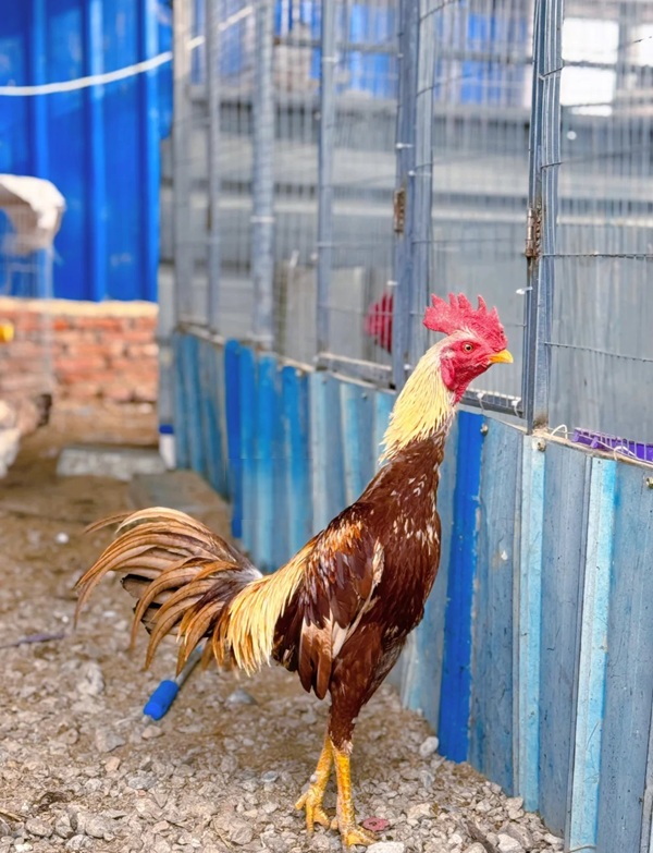 hình ảnh gà chọi đẹp 7