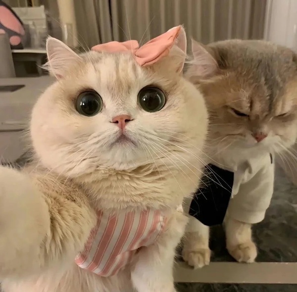 avatar đôi mèo cute 1
