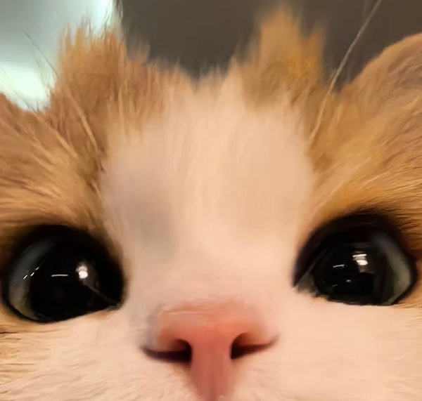 ảnh avatar đôi mèo cute 10