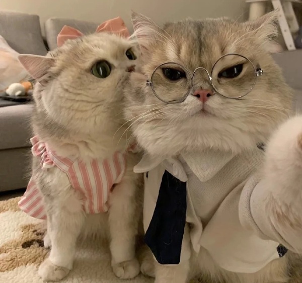 ảnh avatar đôi mèo cute 12