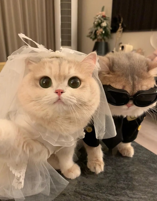 ảnh avatar đôi mèo cute 13