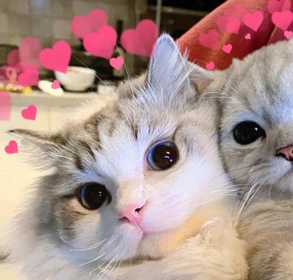 ảnh avatar đôi mèo cute 19