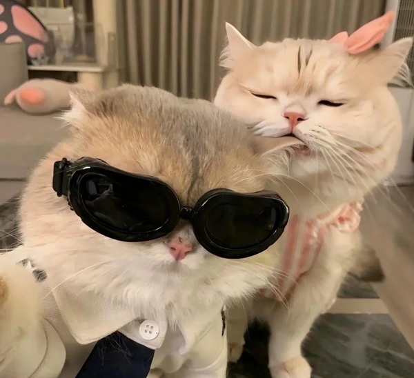 avatar đôi mèo cute 2