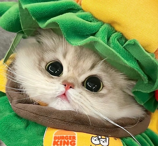 ảnh avatar đôi mèo cute 24