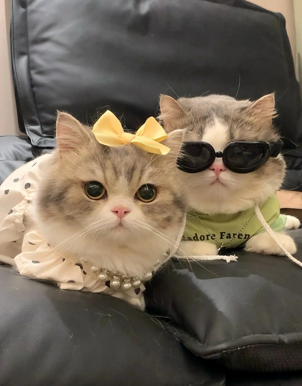 ảnh avatar đôi mèo cute 25