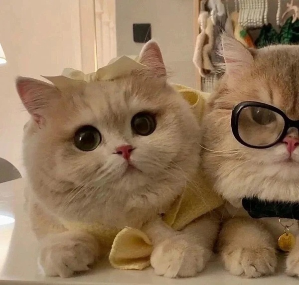 ảnh avatar đôi mèo cute 