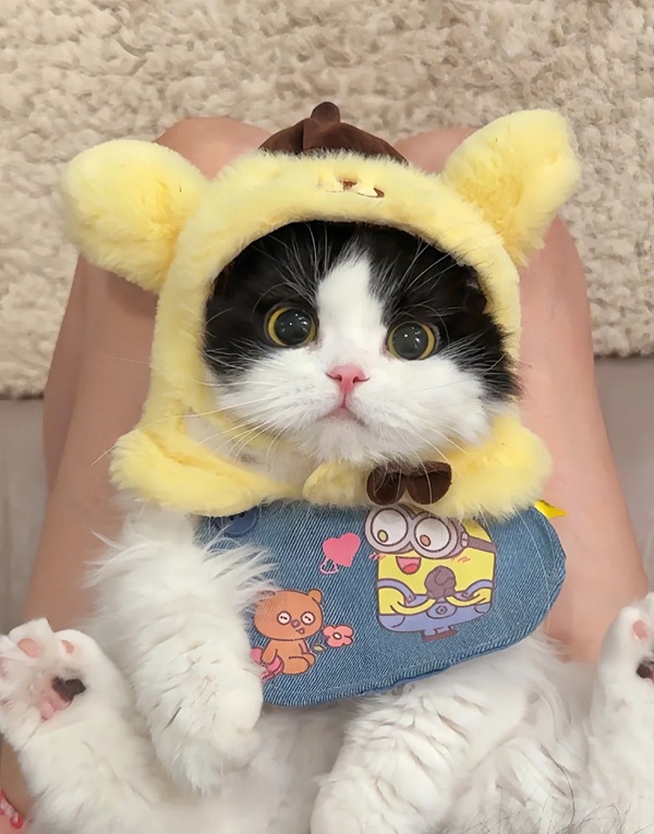 ảnh avatar đôi mèo cute 38