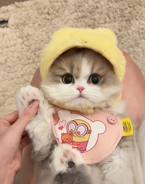 ảnh avatar đôi mèo cute 39