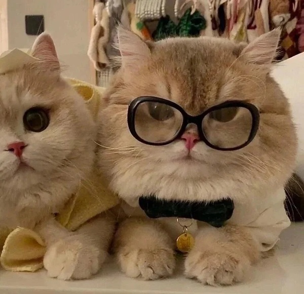 ảnh avatar đôi mèo cute 4