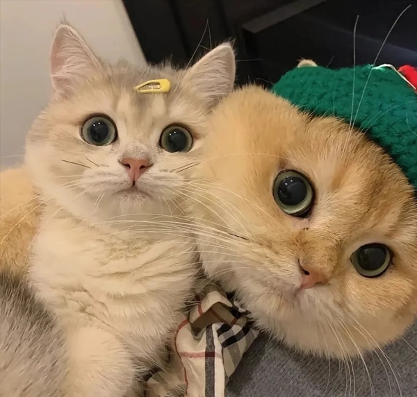 ảnh avatar đôi mèo cute 40 