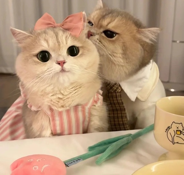 ảnh avatar đôi mèo cute 41