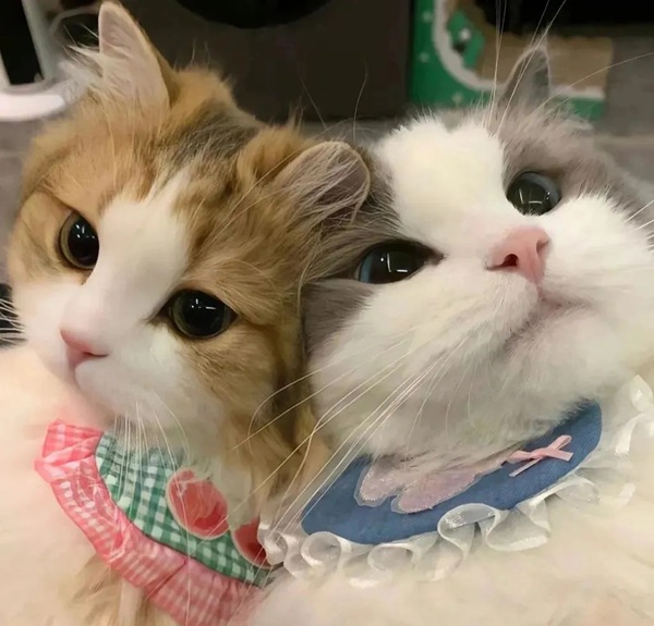 ảnh avatar đôi mèo cute 6