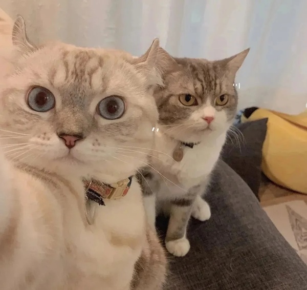 ảnh avatar đôi mèo cute 7