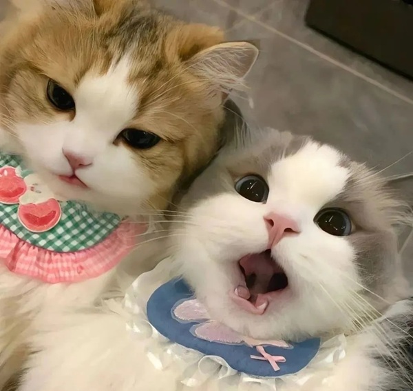 ảnh avatar đôi mèo cute 8