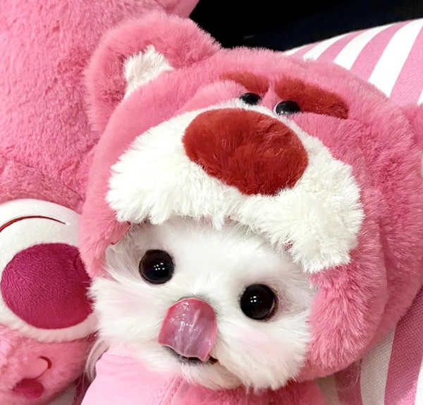avatar gấu dâu cute 33