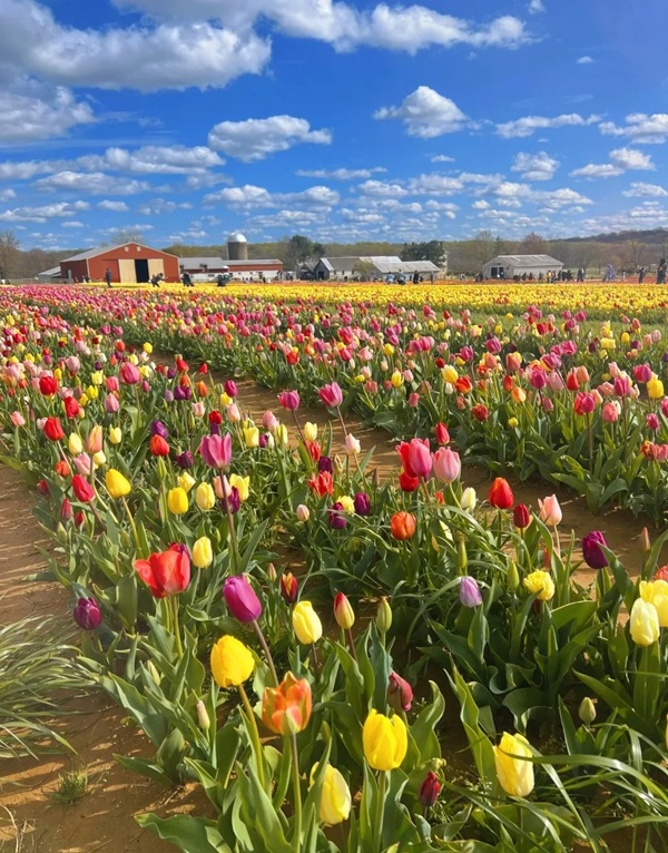 avatar hoa tulip 10
