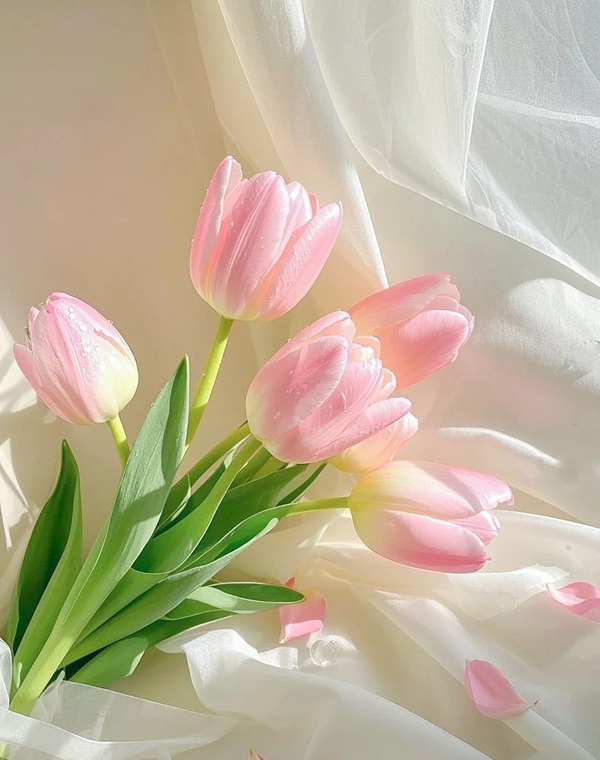 avatar hoa tulip 13