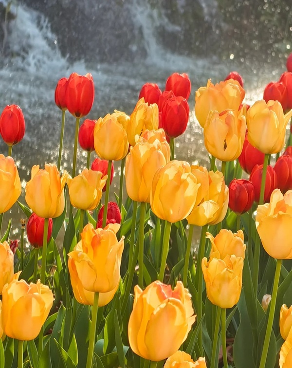 avatar hoa tulip 17