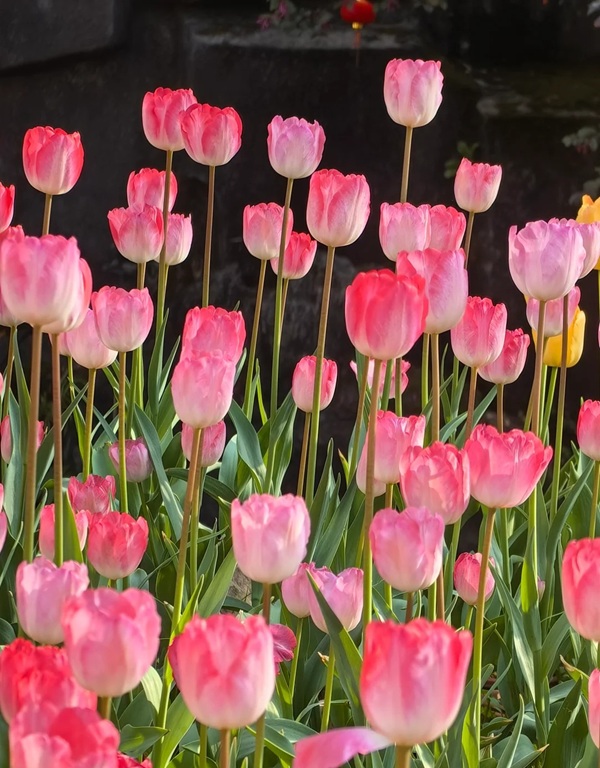 avatar hoa tulip 18