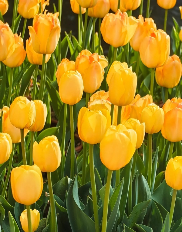 avatar hoa tulip 19