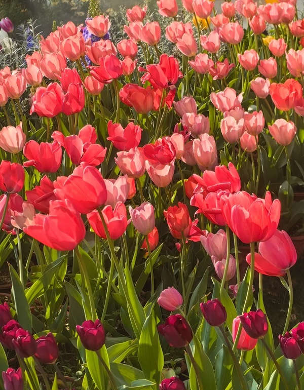 avatar hoa tulip 20