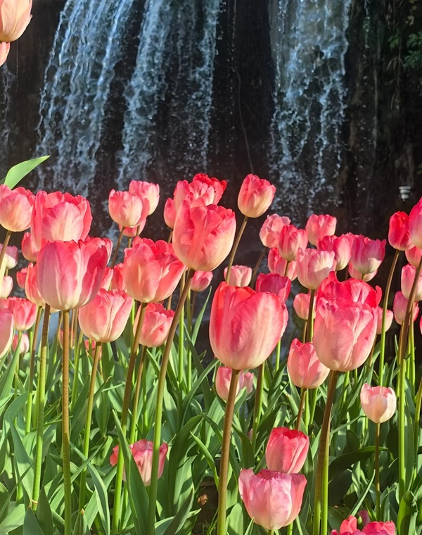 avatar hoa 21tulip 