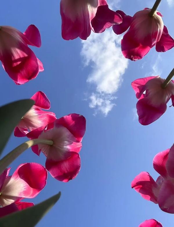 avatar hoa tulip 22