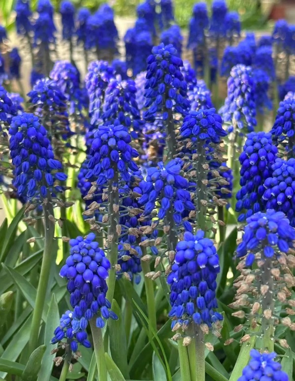 avatar hoa tulip 23