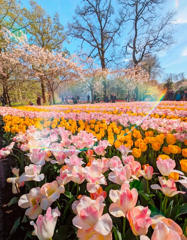 avatar hoa tulip 28