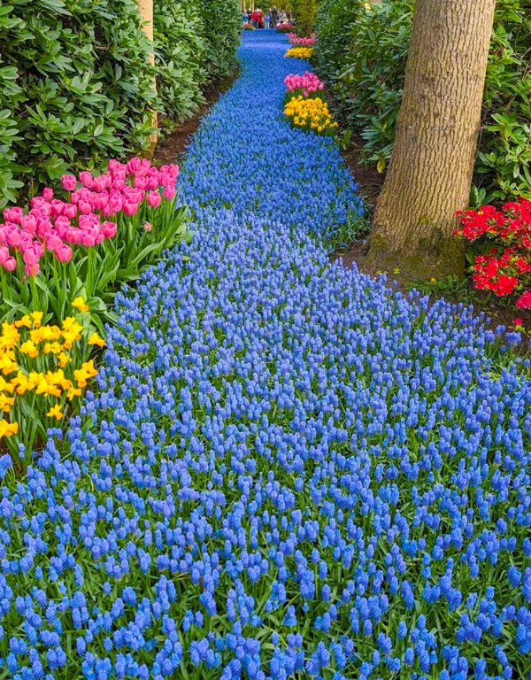 avatar hoa tulip 29