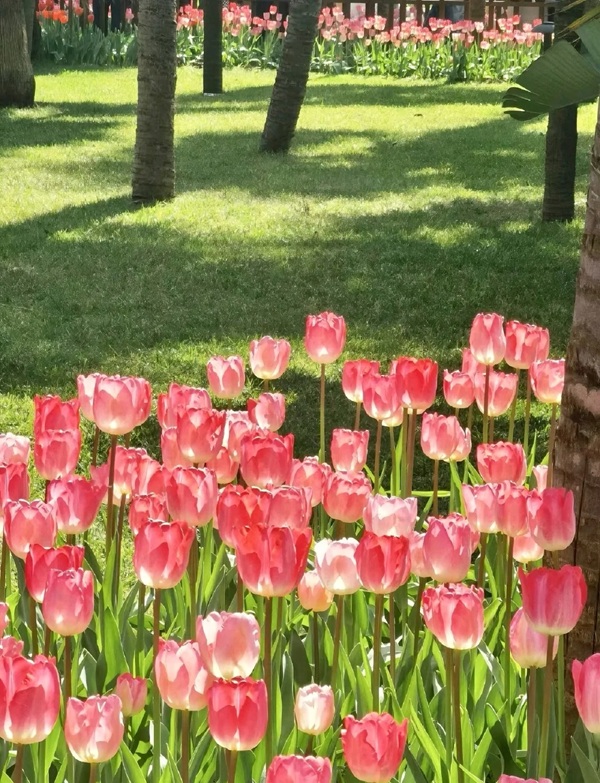 avatar hoa tulip 3 
