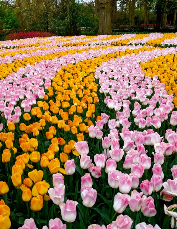 avatar hoa tulip 33