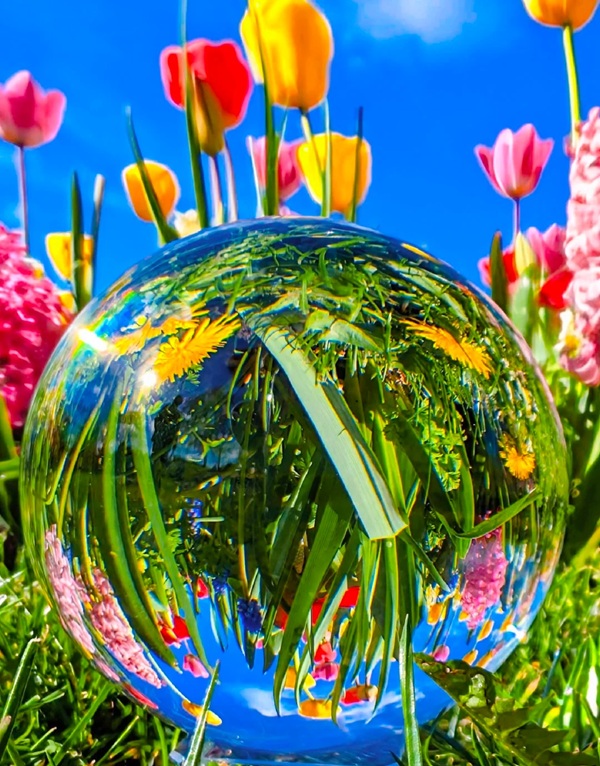 avatar hoa tulip 34